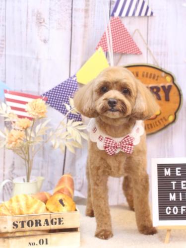 20240927モカくん